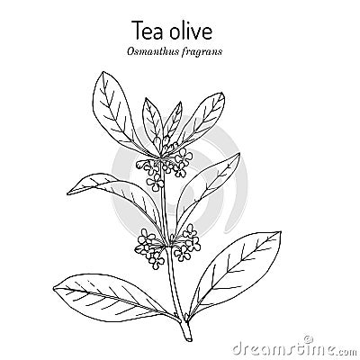 Sweet osmanthus, or tea olive Osmanthus fragrans , medicinal plant Vector Illustration