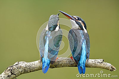 Sweet pair of Common Kingfishers perching together on dried wooden branch over fine green background in stream, lovely animal Stock Photo
