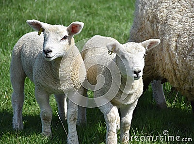 Sweet Pair of Lambs Beside a Ewe Stock Photo