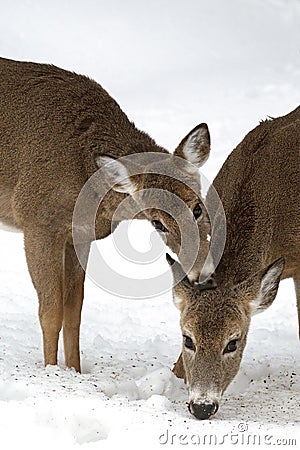 Sweet Pair White-tailed Deer in Winter Stock Photo