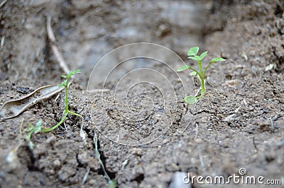 The tallness plants and the earth Stock Photo