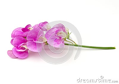 Sweet Pea Stock Photo