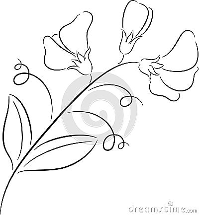 Sweet pea Vector Illustration