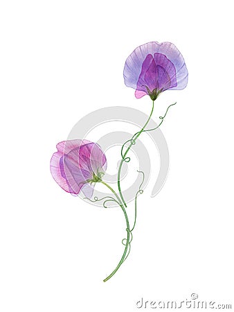 Sweet pea flowers isolated on white Spring delicate floral composition Watercolor romantic botanical illustration Colorful Cartoon Illustration