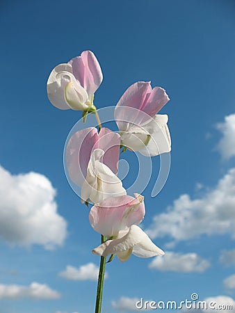 Sweet pea flowers (Lathyrus odoratus) Stock Photo