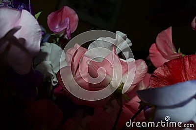 Sweet Pea flowers Lathyrus odoratus Stock Photo