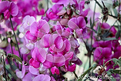 Sweet pea flowers Lathyrus odoratus pink white lila macro Stock Photo