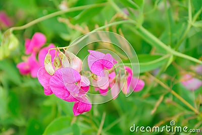 Sweet pea Lathyrus odoratus flowers Stock Photo