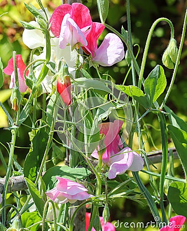 Sweet pea (Lathyrus odoratus) Stock Photo