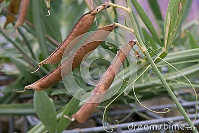 Sweet pea Lathyrus odoratus, ripe seedpods Stock Photo