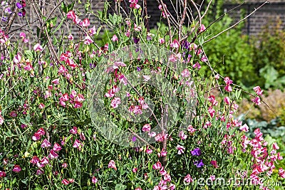 Sweet Pea (Lathyrus odoratus) Stock Photo