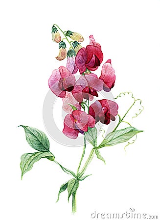 Sweet pea. Watercolor illustration Cartoon Illustration