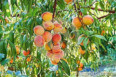Sweet peaches on tree Stock Photo