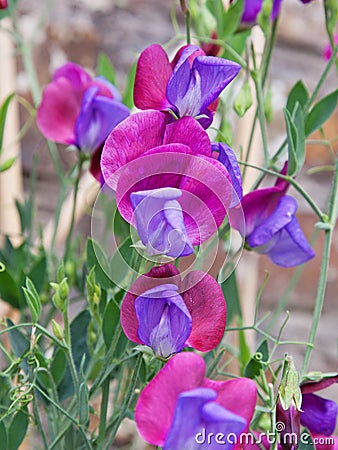 Sweet Peas Lathyrus odoratus in bloom Stock Photo