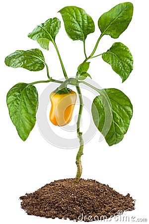 Sweet pepper plant Stock Photo