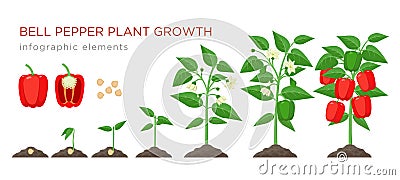 Sweet pepper plant growth stages infographic elements in flat design. Planting process of bell pepper from seeds, sprout Vector Illustration