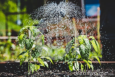 Sweet pepper plants and waterdrops, water with watering can Stock Photo