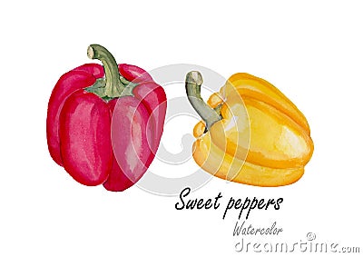 Sweet pepper red and yellow .Hand drawn watercolor painting on white background.Vector illustration Vector Illustration