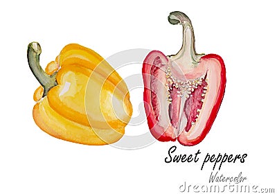 Sweet peppers .Hand drawn watercolor painting on white background.Vector illustration Vector Illustration