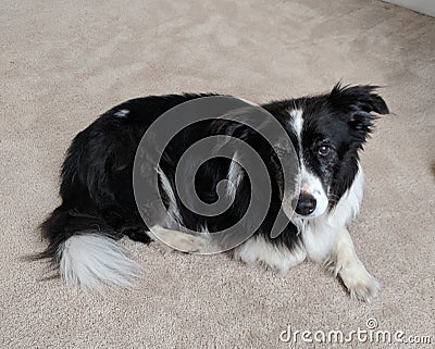 Sweet peppy dog Stock Photo