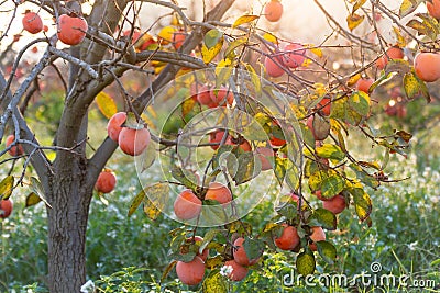 Sweet persimmons on trees in autumn in Spain at sunrise Stock Photo