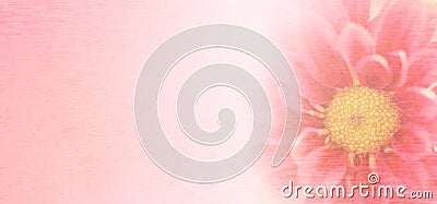 Sweet pink chrysanthemums flowers in soft and blurred style with mulberry paper texture Stock Photo