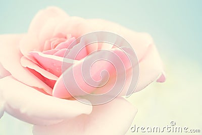 Sweet pink rose in soft color and blur style Stock Photo