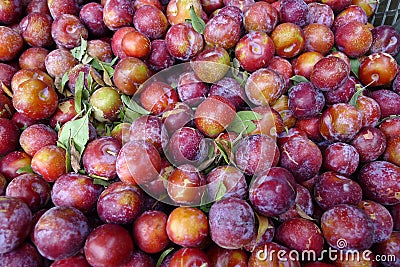 Sweet plums Stock Photo