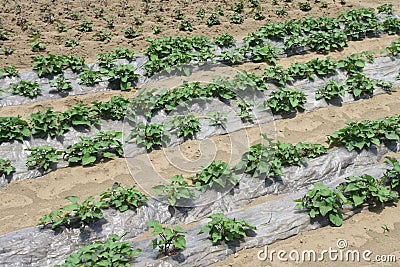 Sweet potato cultivation. Stock Photo