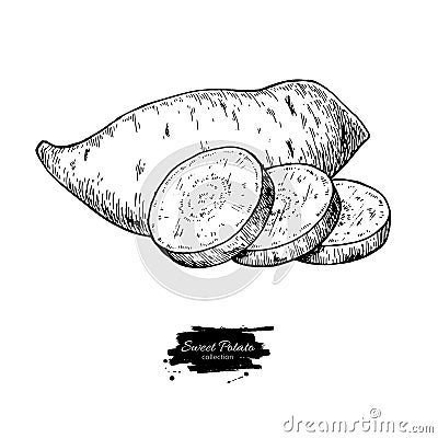 Sweet potato hand drawn vector illustration. Isolated Vegetable engraved style object. Vector Illustration