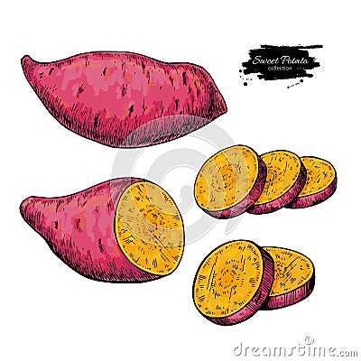 Sweet potato hand drawn vector illustration. Isolated Vegetable Vector Illustration