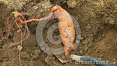 Sweet potato harvest Ipomoea batatas close-up tuberous tubers roots field soil spade bio farm harvesting plant Stock Photo