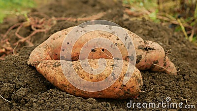 Ipomoea batatas sweet potato harvest close-up tuberous tubers roots field soil spade bio farm harvesting plant Stock Photo