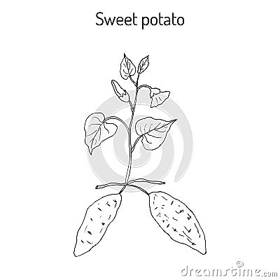 Sweet Potato ipomoea batatas Vector Illustration