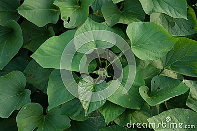 Sweet potato leaf at farm top view Stock Photo