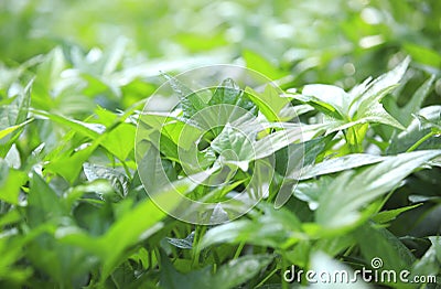 Sweet potato leaf Stock Photo