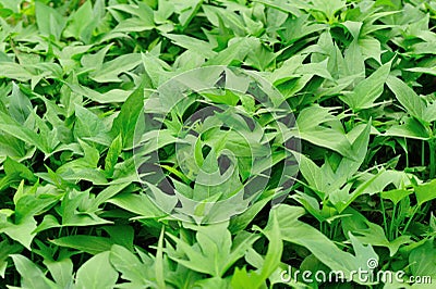 Sweet potato leaf Stock Photo