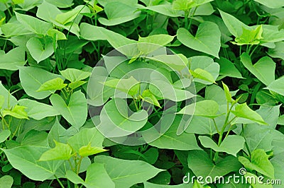 Sweet potato leaf Stock Photo