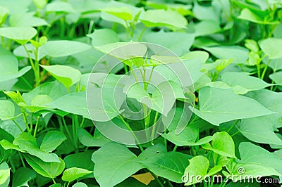 Sweet potato leaf Stock Photo