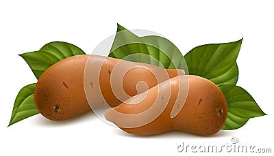 Sweet potato with leaves. Vector Illustration