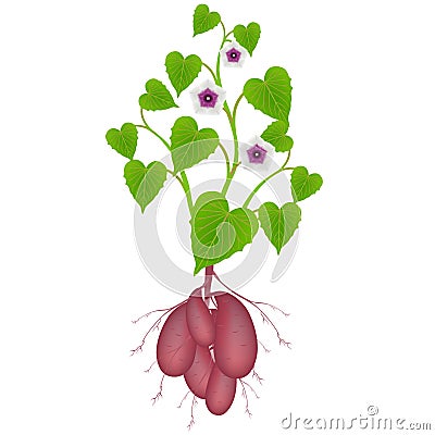 Sweet potato plant with flowers and tubers on white background. Vector Illustration