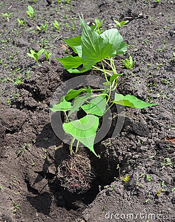 Sweet Potato: Planting, Growing, and Harvesting Sweet Potatoes. Stock Photo