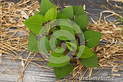 Sweet potato seedlings grow on soil at organic farm Stock Photo