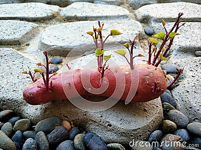 sweet potato tree stone natural Stock Photo