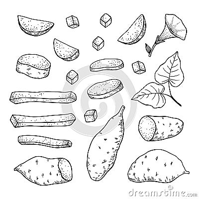 Sweet Potato tubers. Whole potatoes and cut into slices, strips and halves. Hand drawn vector sketch Vector Illustration