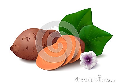 Sweet potato on white background Vector Illustration