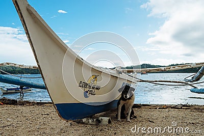 A sweet puppy found on the beach next to secret lagoon Editorial Stock Photo