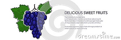 Sweet purple berry grapes banner Vector Illustration