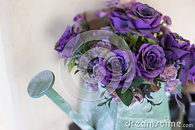 Sweet purple roses in watering can Stock Photo