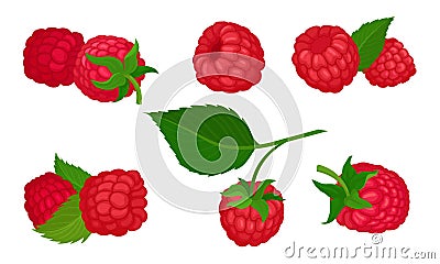 Sweet Raspberry with Leaf Isolated on White Background Vector Set Vector Illustration